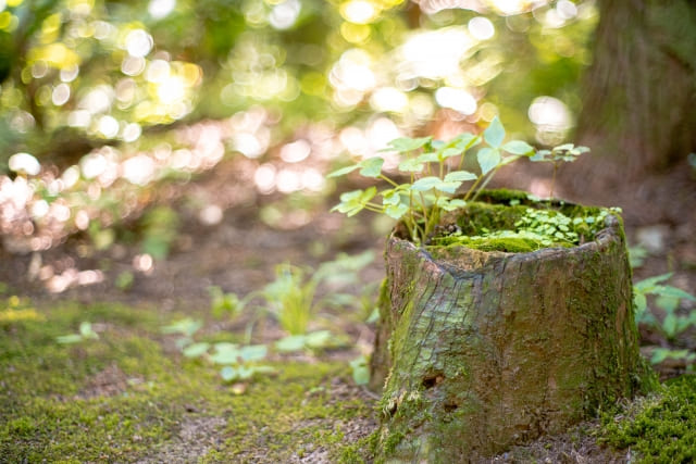 森の中の苔生した切り株と若葉